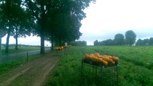 Kalebassen langs de Zevenheuvelenweg